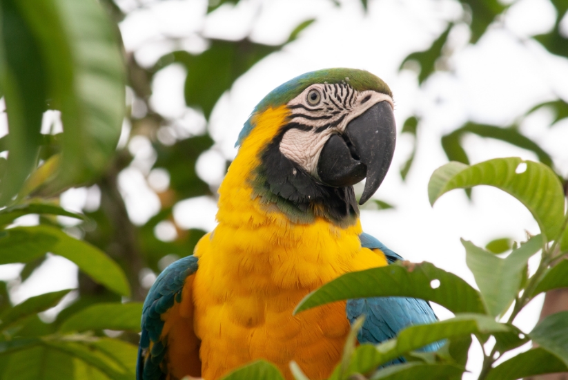 Birdwatching in San Carlos