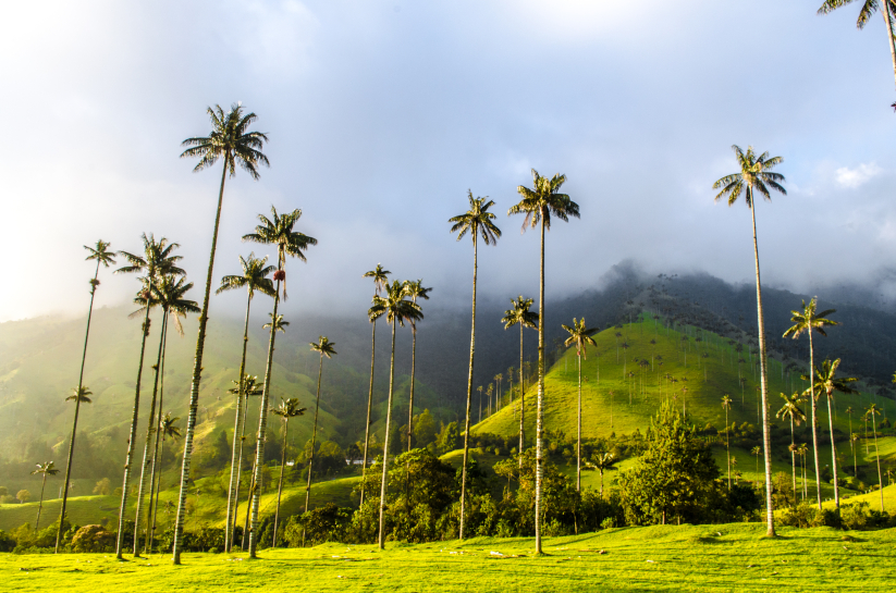 Valle del Cocora, Kolumbien