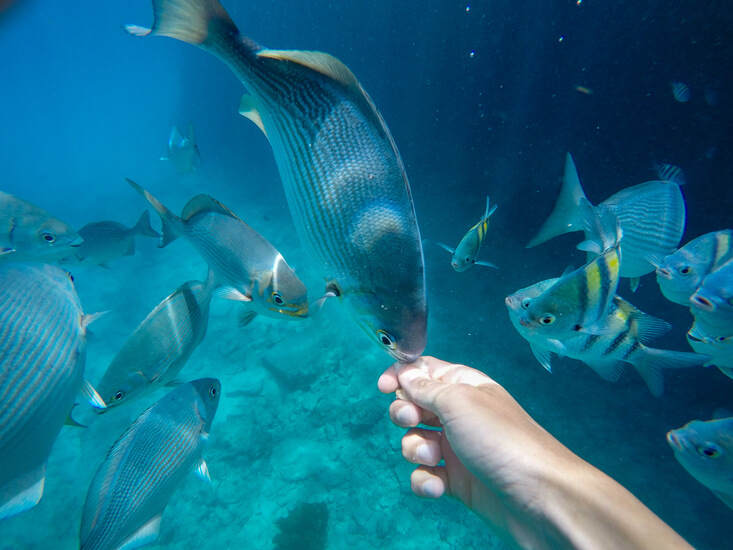 Feeding fish in San Andrés, Colombia 