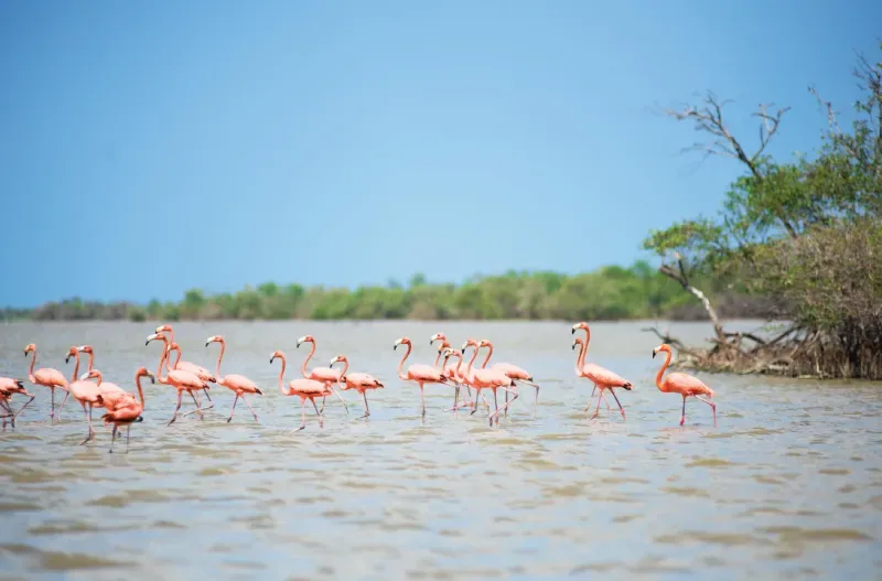 Erkunden Sie das Santuario de Fauna y Flora Los Flamencos