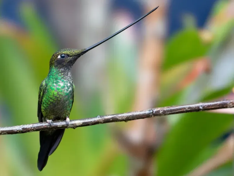 Meet the sword-billed hummingbirds that inhabit the Colombian Amazon
