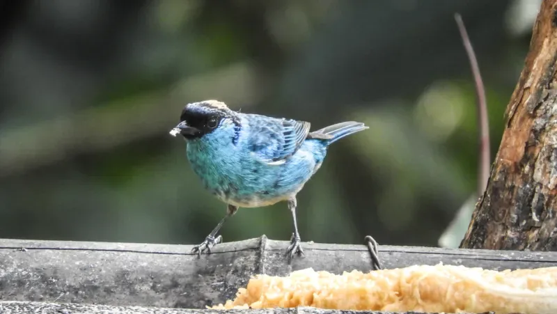 Cerulean warbler