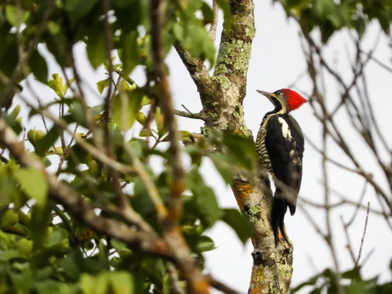 Woodpecker