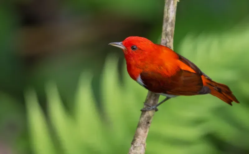avistamiento de aves en colombia