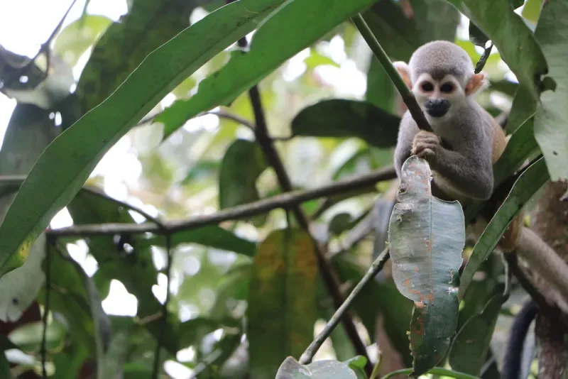 Visita la Amazonía Colombiana y su biodiversidad