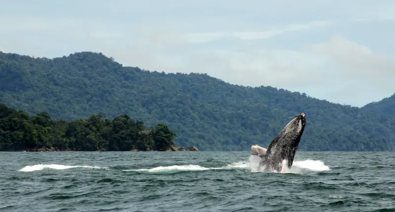 Nuquí, on the Colombia Pacific coast, is a destination where you can see waves