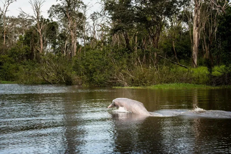 Avistamiento de delfines rosados