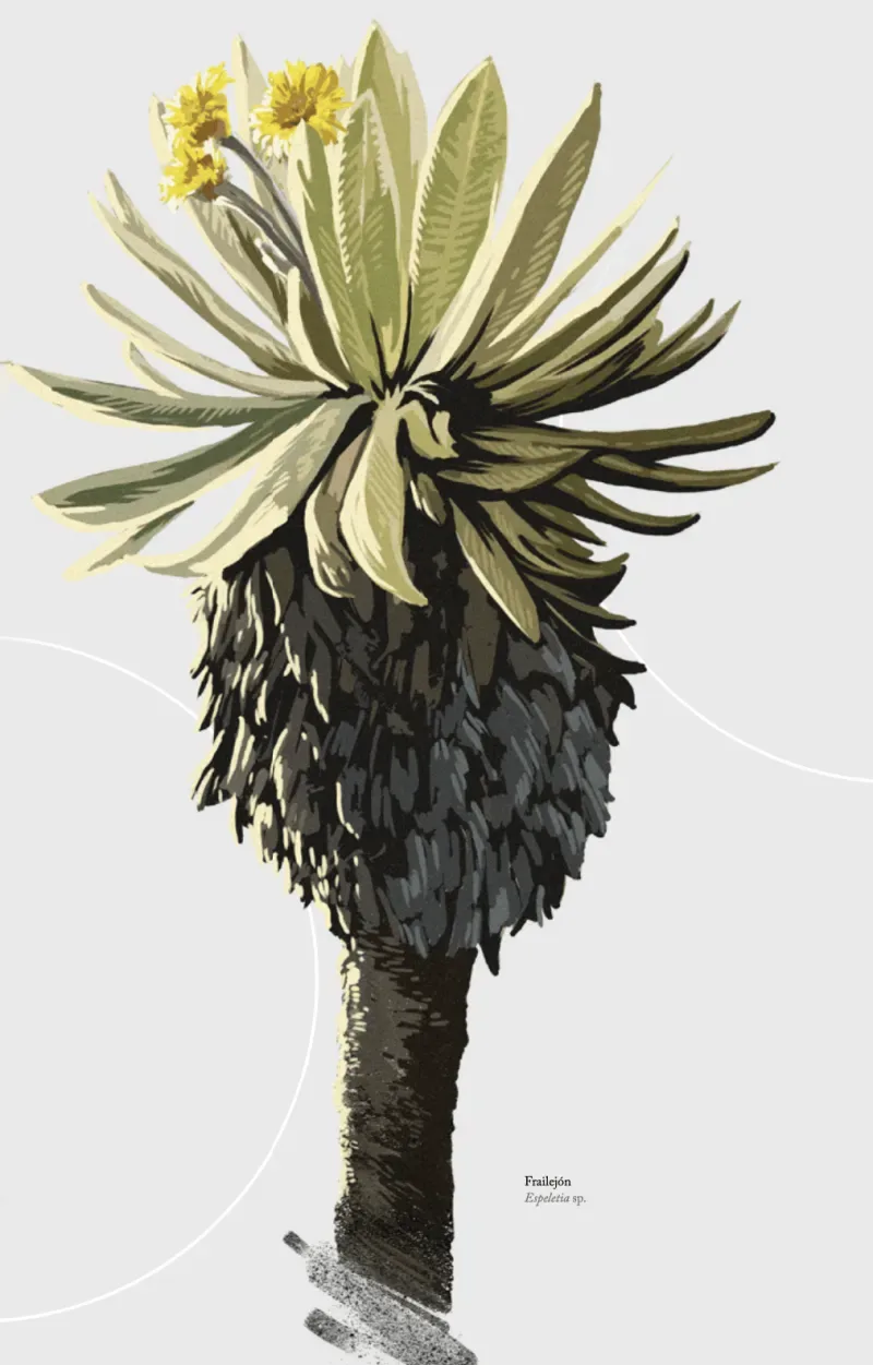 peletia or Fraijelón (big monks), native plant of the paramo ecosystem