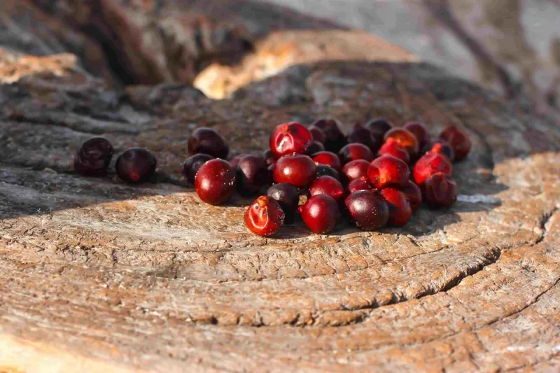Discover Corozo: a typical fruit from the Colombian Caribbean
