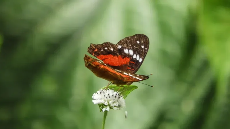 Conoce el Mariposario Paway de Mocoa