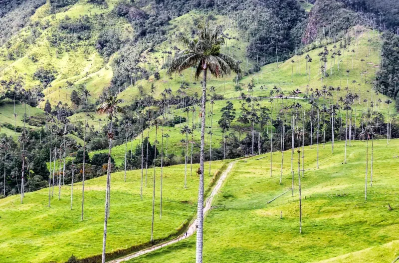 Valle de Cocora