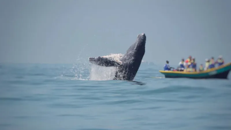 Whale watching in the Colombian Pacific