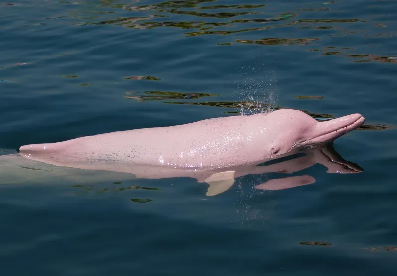 Meet the pink dolphins that inhabit the Colombian Amazon