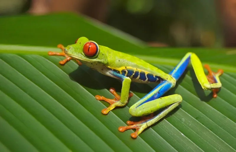 Discover the fauna and biodiversity in the Colombian Amazon