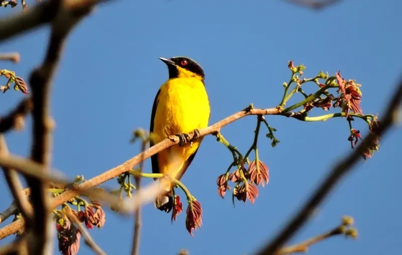 Dacnis ventriamarillo de Mitú