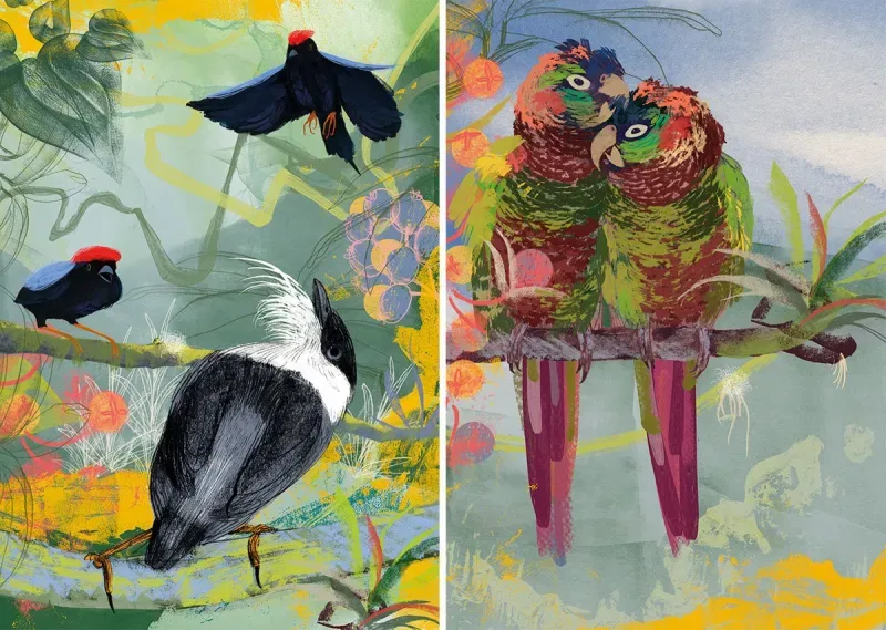 pintura de aves - Avistamiento de aves en Colombia