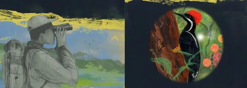 joven observando aves en colombia - pintura de Avistamiento de aves