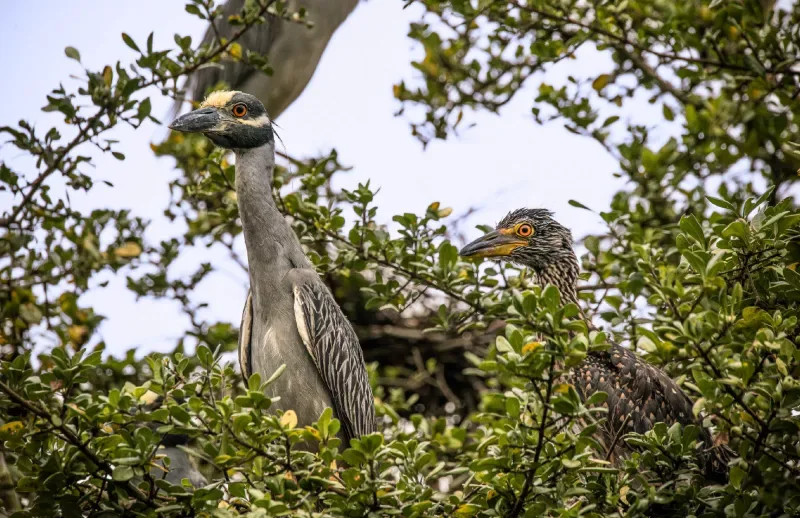 Yellow-crowned Night-Heron, birdwatching in the Pacific