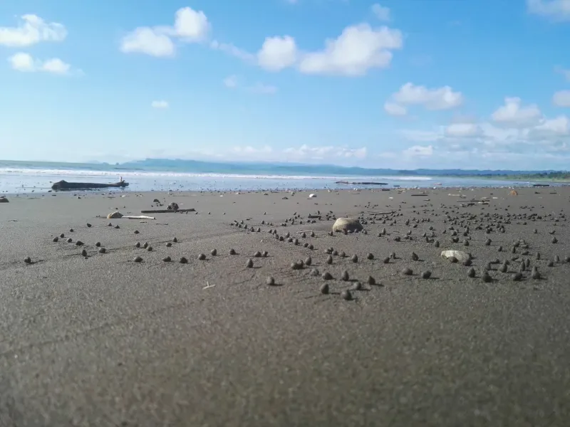 Explore the Nuquí's wildlife