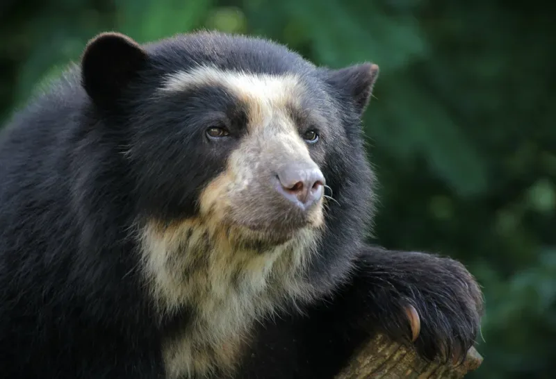 Meet the spectacled bears that inhabit the Colombian Amazon