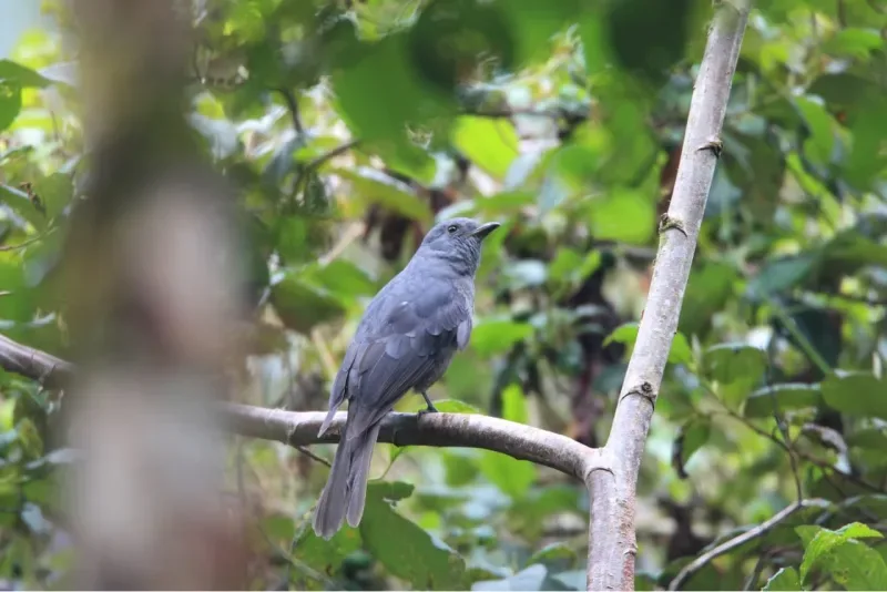 Pájaro gris, probablemente un Arriero (Turdus olivater), posado en una rama en un entorno boscoso.