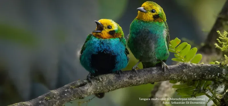 avistamiento de aves en colombia