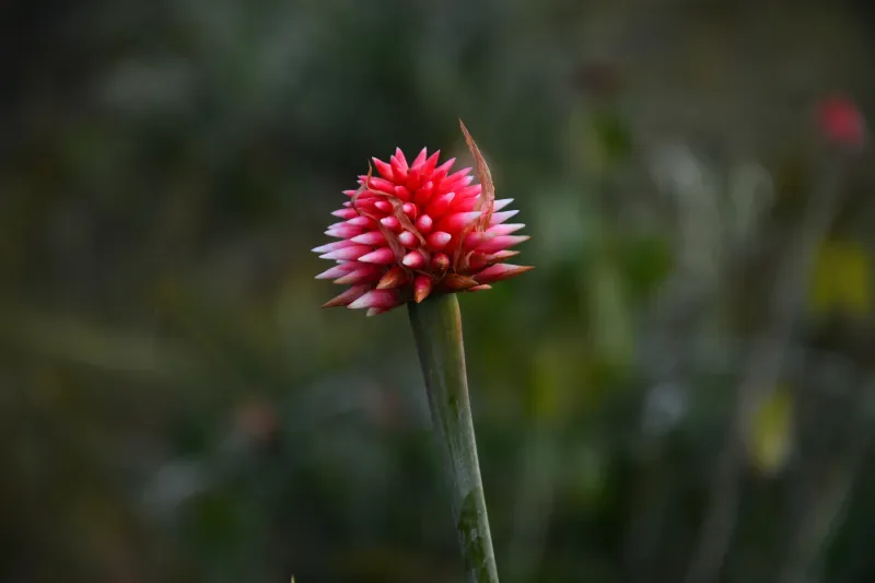 La flor de Inírida, que le da su nombre a la capital del departamento del Guainía