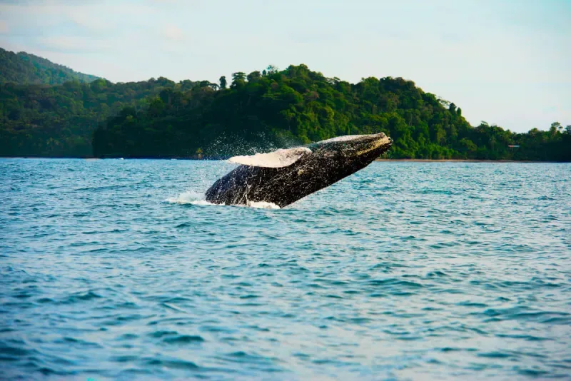 ballenas en Nuqui