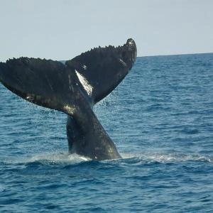 Ballena jorobada