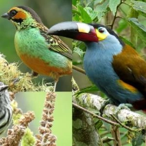 Diferentes especies de aves en Colombia