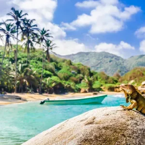 Blick auf einen Leguan im Tayrona-Nationalpark in Santa Marta, Kolumbien