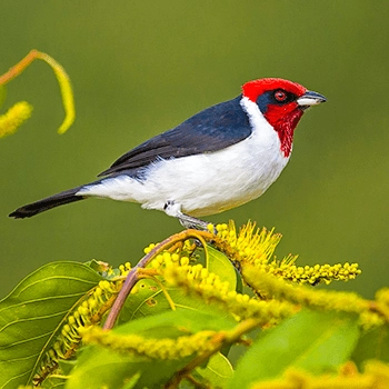 Avistamiento de aves en Colombia