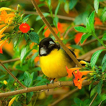 Imagenes de aves - colibri - Avistamiento de aves en Colombia