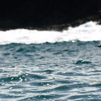 Avistamiento de ballenas en el pacífico