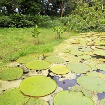foto de la Reserva Natural Victoria Regia