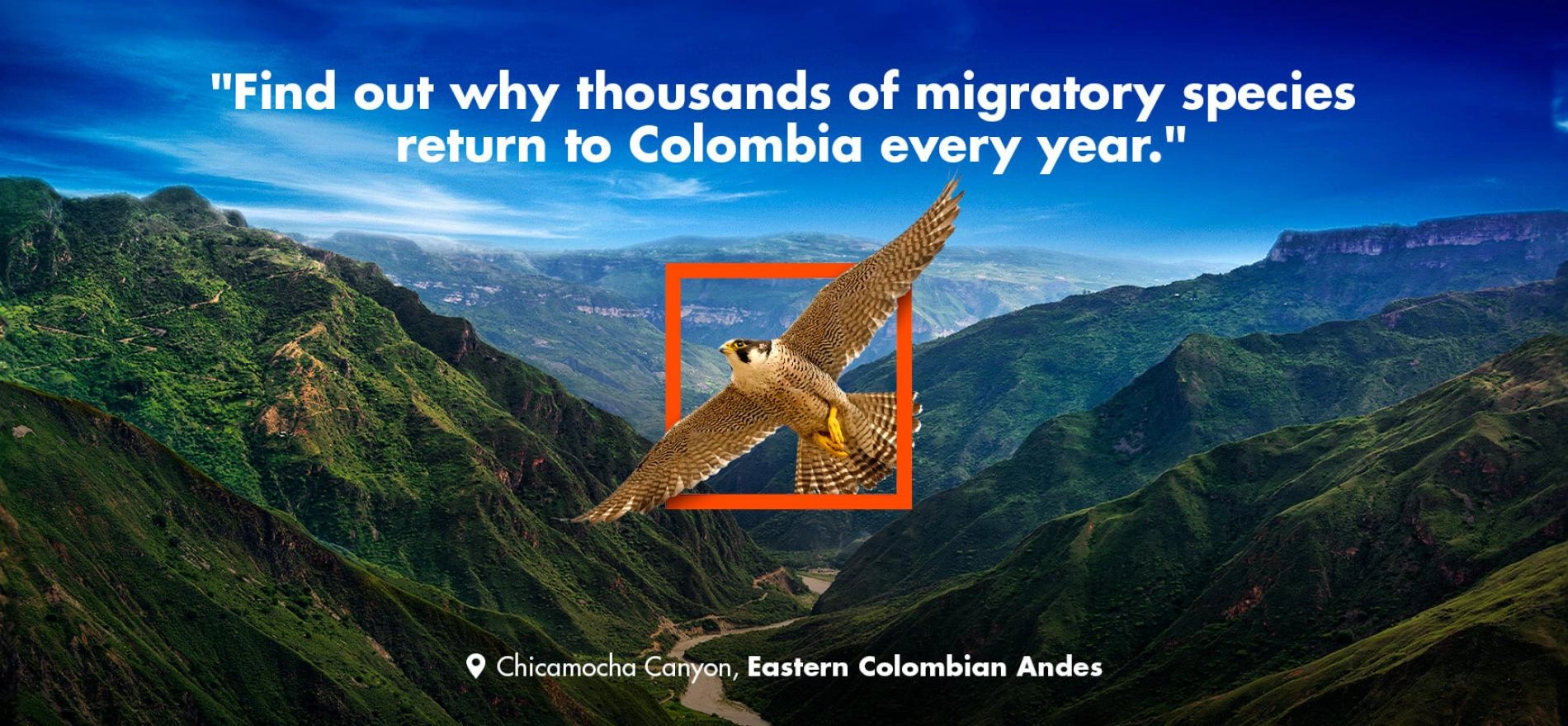 Hawk in flight over the Chicamocha Canyon