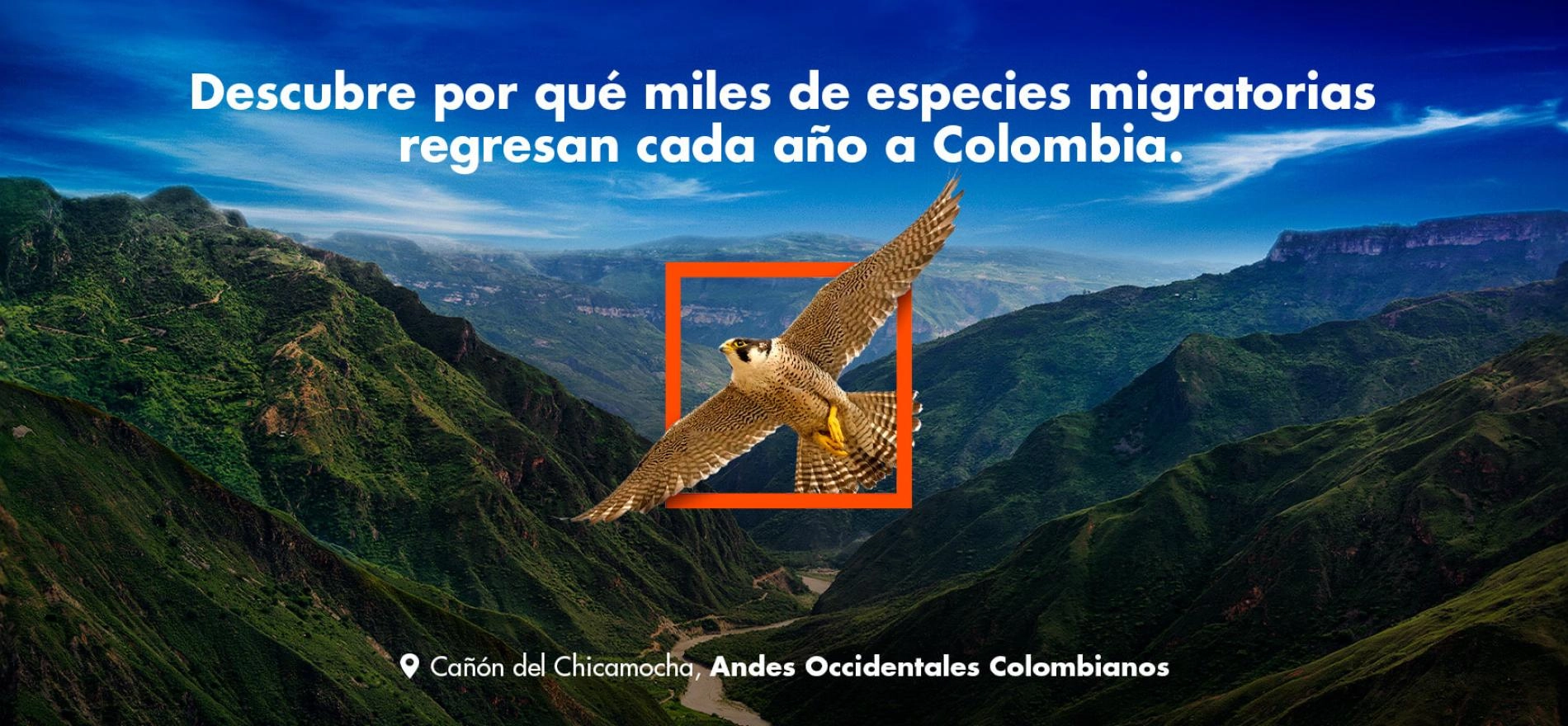 Halcón en vuelo sobre el Cañón del Chicamocha