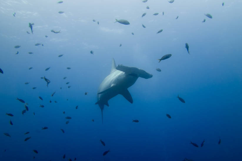 Tiburón martillo en las aguas de Malpelo, Buenaventura, Valle del Cauca.