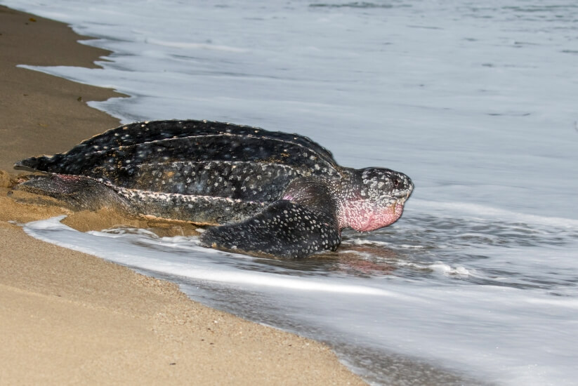 Tortugas de cuero de Playón