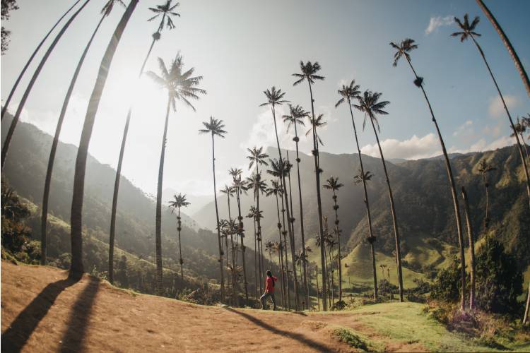 Vallée de Cocora