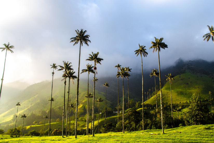 Paisaje del Valle del Cocora en el Paisaje Cultural Cafetero, Quindío, Colombia. 