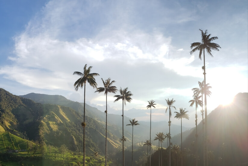 Depuis votre domicile, vous pourrez apprécier un ciel bleu, des montagnes verdoyantes et les palmiers de cire les plus hauts.